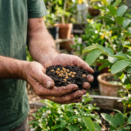 100 Tropical Red Guava Seeds for Planting - Exotic & Delicious Fruit Seeds for Home Garden - Grow Vibrant Sweet Red Guavas
