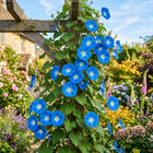 Heavenly Blue Morning Glory Seeds - 100 Seeds