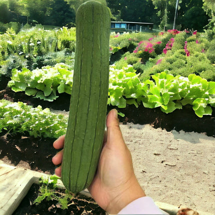 30 Luffa Chubby Pier Gourd Seeds - Heirloom Sponge Gourd - Produces Large Tender Ridged Loofah