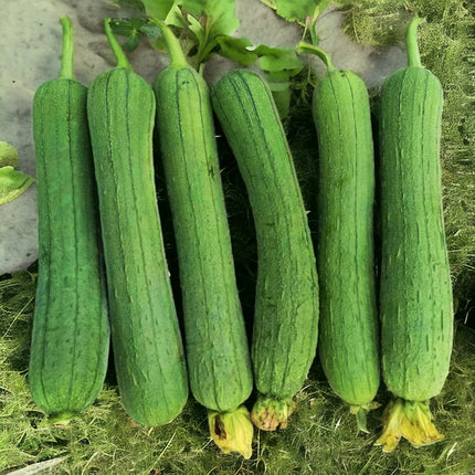30 Luffa Chubby Pier Gourd Seeds - Heirloom Sponge Gourd - Produces Large Tender Ridged Loofah