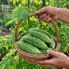 Green Bitter Melon Seeds - 15 Seeds