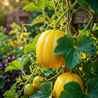 Korean Melon Seeds - 120 Seeds