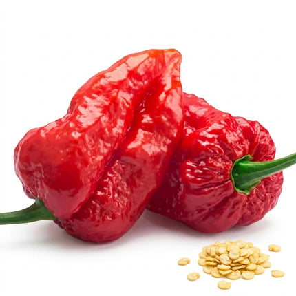 50 Ghost Pepper Seeds - Bhut Jolokia Extremely Hot Chili Seeds - Over 1,000,000 SHU - Grow Your Own Superhot Peppers for Sauces