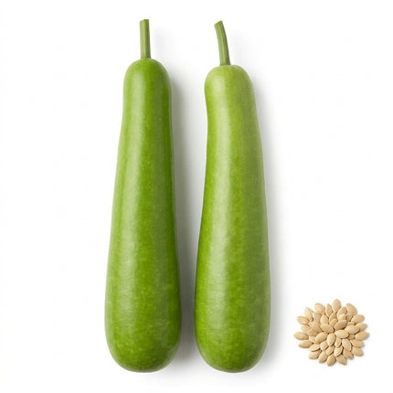 35 Bottle Gourd Seeds - Heirloom Calabash Opo Squash - Vigorous Vines for Home Gardens & Trellises
