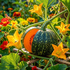 Japanese Kabocha Squash Seeds - 15 Seeds