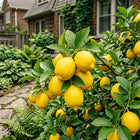 Lemon Seeds - 30 Seeds