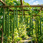 Super Long Luffa Gourd Seeds - 30 Seeds