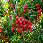 Lychee Seeds - 10 Seeds