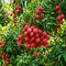 Lychee Seeds