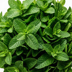 Peppermint Seeds - 1,000 Seeds