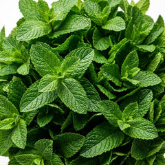 Collection image for: Peppermint Seeds