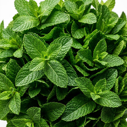 1000 Peppermint Seeds for Planting - Aromatic Heirloom Herb Seeds for Indoor & Outdoor Gardens - Perfect for Teas, Cocktails, and Desserts