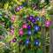 Morning Glory Seeds