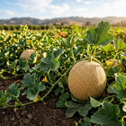 Heirloom Cantaloupe Seeds - 25 Seeds