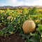 Melon Seeds