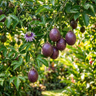 Purple Passion Fruit Seeds - 50 Seeds