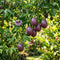 Passion Fruit Seeds