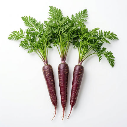 300 Purple Carrot Seeds - Heirloom Heirloom Vegetable Seeds for Home Gardens - Dark, Antioxidant-Rich Carrots for Healthy Eating
