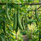 Ridged Sponge Gourd Seeds - 20 Seeds