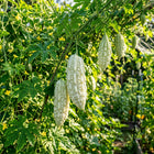 White Pearl Bitter Gourd Seeds - 15 Seeds