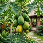 Papaya Seeds - 20 Seeds