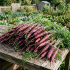 Purple Carrot Seeds - 300 Seeds