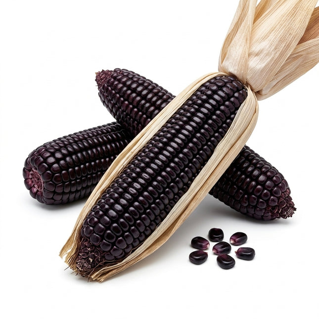 50 Purple Corn Seeds for Planting - Premium Variety for Home Gardening