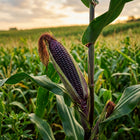 Purple Corn Seeds - 50 Seeds