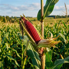 Red Corn Seeds - 50 Seeds