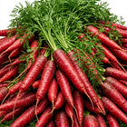 Red Fruit Carrot Seeds - 300 Seeds