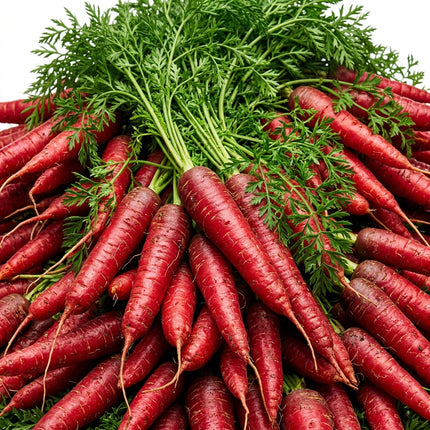 300 Red Fruit Carrot Seeds - Rare Sweet Heirloom Vegetable Seeds for Home Gardens - Vibrant, Juicy Carrots for Snacking and Salads