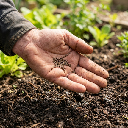 300 Red Fruit Carrot Seeds - Rare Sweet Heirloom Vegetable Seeds for Home Gardens - Vibrant, Juicy Carrots for Snacking and Salads
