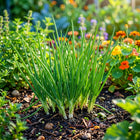 Green Onion Seeds - 500 Seeds