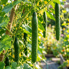 Asian Suyo Long Cucumber Seeds - 60 Seeds