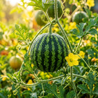 Sugar Baby Watermelon Seeds - 45 Seeds