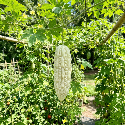 15 White Pearl Bitter Gourd Seeds - Rare Heirloom Balsam Pear Seeds - Grow Mildly Bitter White Melons for Asian Cuisine