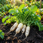 White Icicle Daikon Radish Seeds - 400 Seeds