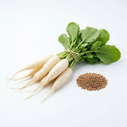 400 White Icicle Radish Seeds - HEIRLOOM QUALITY Daikon - Fast Growing for Home Gardens and Raised Beds