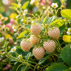 Rare Milk Strawberry Seeds - 200 Seeds